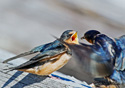 Hirundo rustica